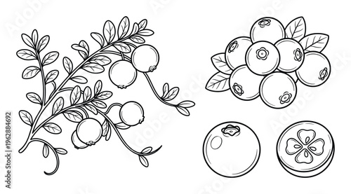 Cranberry branch, berries, single berry and cross section isolated on white background