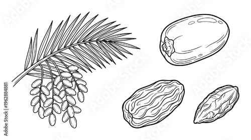 Date palm fruit collection showing palm leaf with cluster and dried dates plus single stone isolated