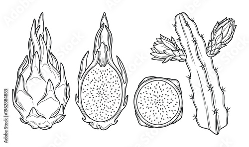Dragon fruit pitaya set including whole fruit halves slices and cactus plant with blooming flowers