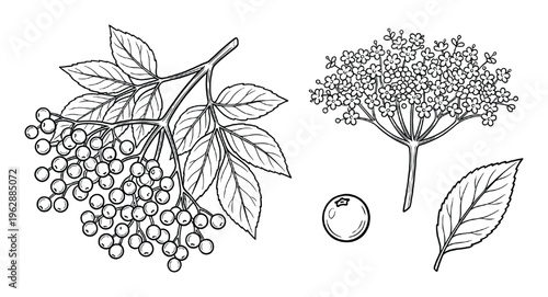 Elderberry branch with berries and leaves isolated on transparent background botanical
