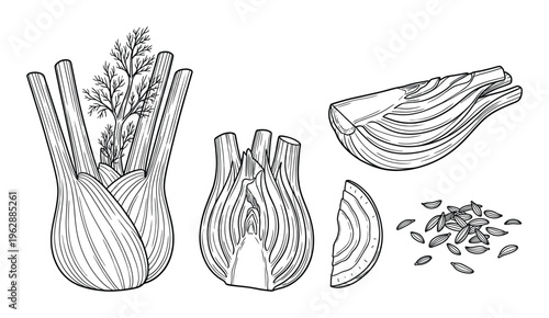 Fennel bulb slices seeds and fronds illustration hand drawn sketch on transparent background