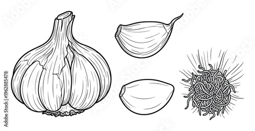 Garlic bulb cloves and roots isolated on transparent background, hand drawn sketch