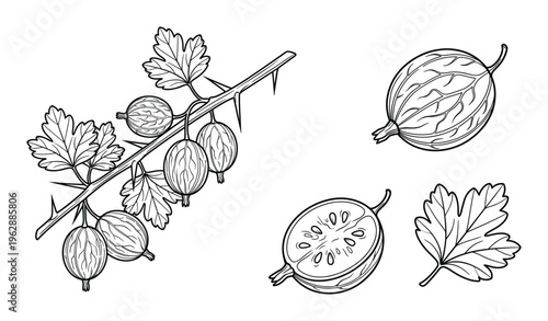Gooseberry hand drawn vector illustration set isolated on transparent background outline sketch