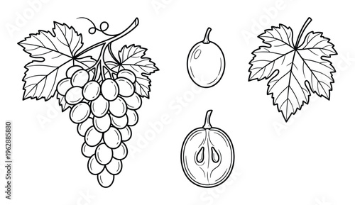 Grape bunch set with leaves and berries hand drawn vintage engraving isolated on transparent element
