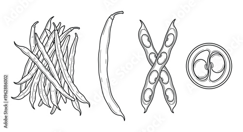 Green bean pod collection with pile of beans cross section and open pod showing seeds line sketches