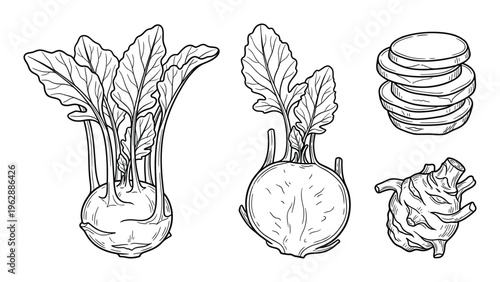 Kohlrabi hand drawn vector illustration set isolated on transparent background outline sketch