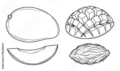 Mango fruit vector drawing set with whole mango sliced cubes and stone pit on transparent background kit
