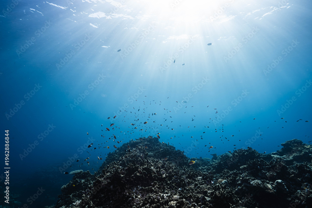 Obraz premium Underwater Reef Landscape with Sunlight Streaming Down