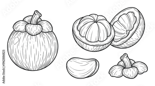 Mangosteen fruit hand drawn vector line art collection featuring whole and sliced tropical versions