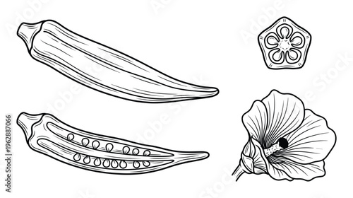 Okra vegetable set with whole pods cross section sliced piece and hibiscus flower hand drawn sketch