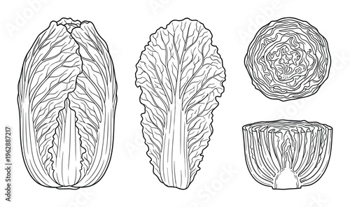 Napa cabbage whole head and leaves isolated on transparent background vegetable illustration