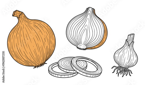 Onion bulb set with whole vegetable and sliced rings hand drawn sketch isolated on transparent layer