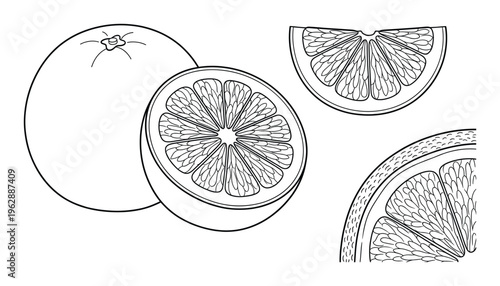 Orange fruit line art vector set with whole citrus half slice and quarter on transparent background box