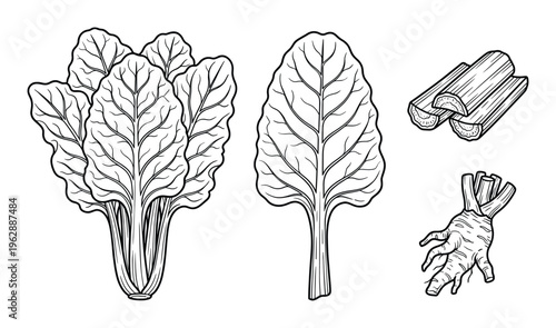 Outline beet illustration, bunch of leaves, single leaf, and root pieces