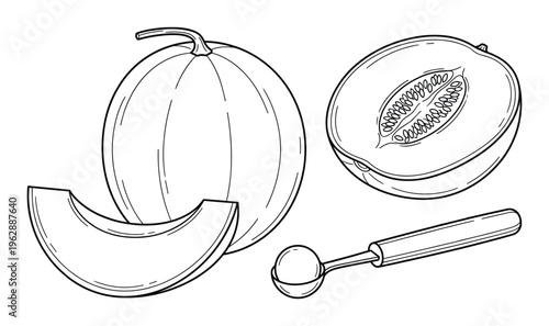 Outline cantaloupe drawing, whole fruit, slices, and ice cream scoop