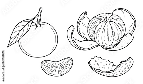 Outline mandarin orange illustration, whole fruit, peeled, and segments