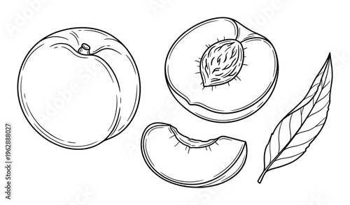 Peach fruit illustration, whole, cut, slice and leaf in line art style isolated