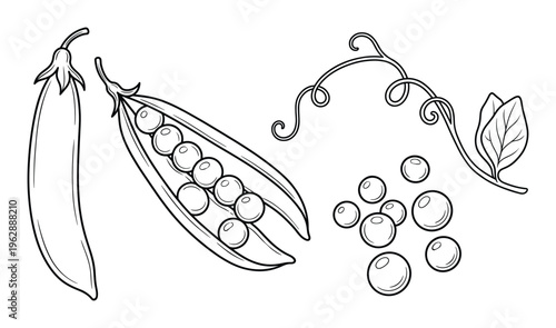 Peas vector illustrations set outline sketch style pea pod plant isolated on transparent background