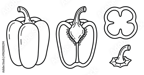 Pepper bell black and white vector illustration whole vegetable half cut inside detail and stem