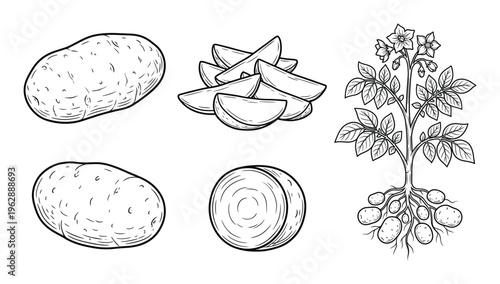 Potato root vegetable set with whole tubers and wedges hand drawn sketch isolated on transparent background