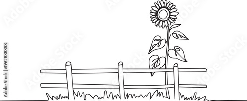 Sunflower Growing Behind Wooden Fence Continuous Line Art - Minimalist Garden Vector Illustration of Nature, Summer, and Rural Farm Scene.