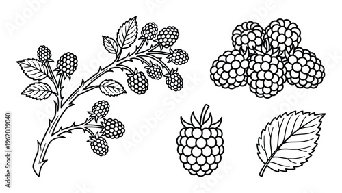 Raspberry set with bush branch, pile of berries, single berry, and leaf