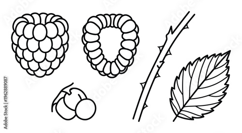 Raspberry vector illustrations set outline sketch style forest berry plant isolated on transparent background