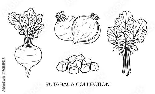 Bild auf Leinwand Rutabaga hand drawn vector illustration set isolated on transparent background o