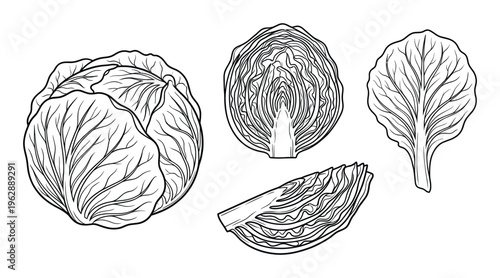 Set of cabbage sketch on transparent background. engraving style vector illustration for your design