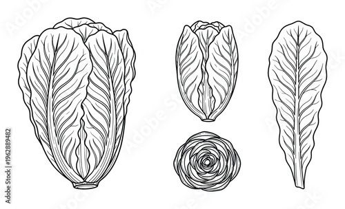 Set of chinese cabbage sketch on transparent background. engraving style vector illustration