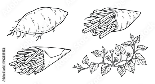 Sweet potato hand drawn vector illustration with french fries and vine leaves on transparent background