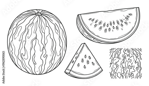 Watermelon whole slice and piece with seeds isolated on transparent background, sketch