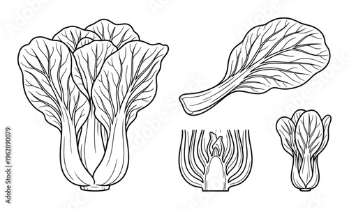 Whole bok choy head, leaf, cross section and mini bok choy isolated on white background