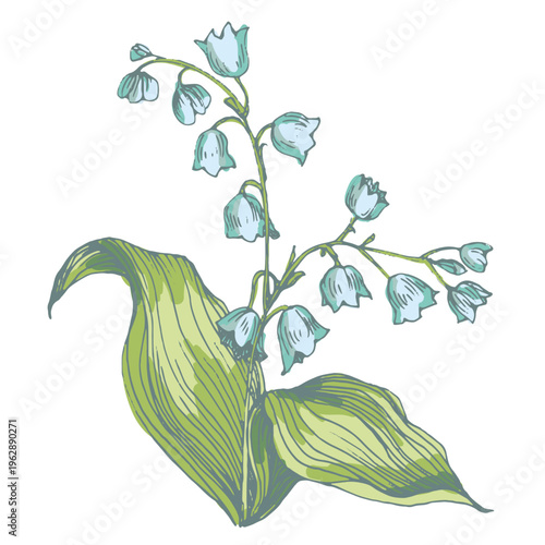 Beautiful lily of the valley flowers in spring garden, white Convallaria majalis blossoms with green leaves, delicate woodland floral background, seasonal spring nature