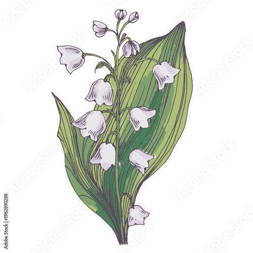 Beautiful lily of the valley flowers in spring garden, white Convallaria majalis blossoms with green leaves, delicate woodland floral background, seasonal spring nature