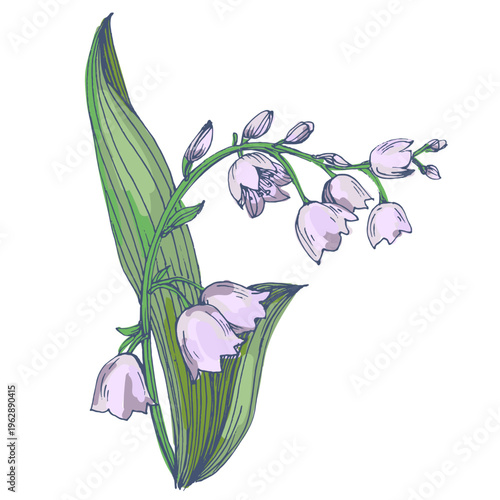 Beautiful lily of the valley flowers in spring garden, white Convallaria majalis blossoms with green leaves, delicate woodland floral background, seasonal spring nature
