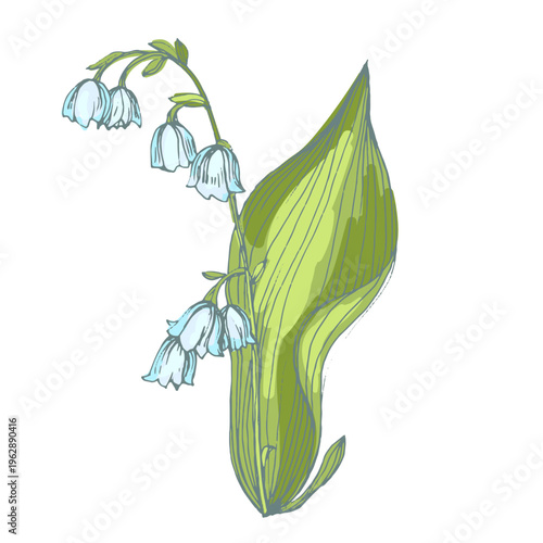 Beautiful lily of the valley flowers in spring garden, white Convallaria majalis blossoms with green leaves, delicate woodland floral background, seasonal spring nature