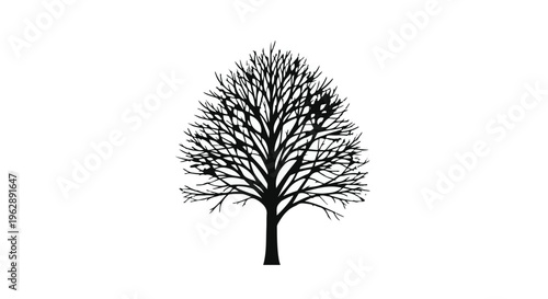 Bare deciduous tree silhouette stands isolated against a plain white background during winter dormancy.