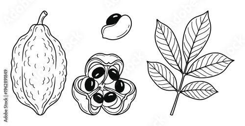 Ackee fruit botanical sketch including whole pod open fruit with black seeds and green leaf detail