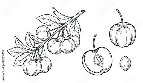 Acerola cherry on branch and single fruit drawing vector illustration set