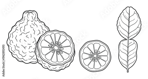 Bergamot citrus fruit vector line art, whole and cut slices with leaves design element set