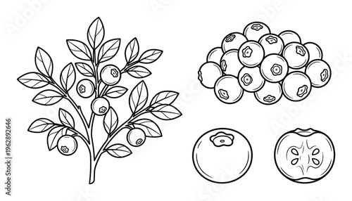 Blueberry bush and berries isolated on transparent background outline drawing
