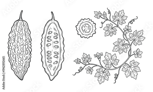 Bitter melon or bitter gourd vector illustration set. whole, cut in half, vines, leaves