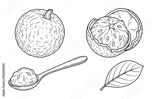 Breadfruit whole cut and mashed in spoon leaf sketch vector illustration
