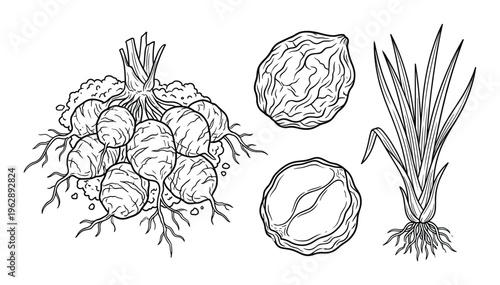 Bunch of fresh beetroots with leaves and roots, two radishes and green grass plant on white background