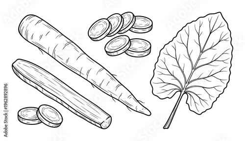 Burdock root set with whole radish pieces and large leaf in linear sketch style on transparent back