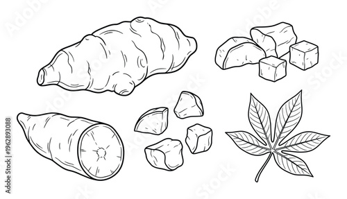 Cassava root tuber with leaves and chopped pieces hand drawn vector sketch engraving style collection