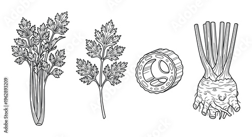 Celeriac root, leaves and cross-section drawing vector illustration set