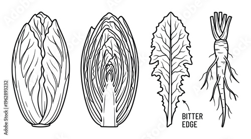 Chicory and endive vector illustration set sketch. chicory root, leaf and endive heads