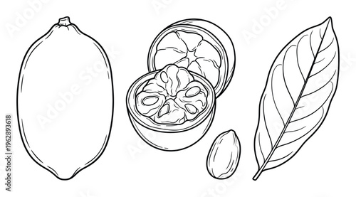 Cocoa fruit and leaf vector illustration set. whole fruit, cut in half, seed and leaf